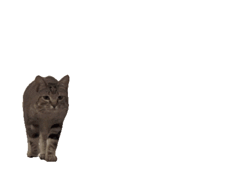 超好用的小动物透明底动图表情包合集