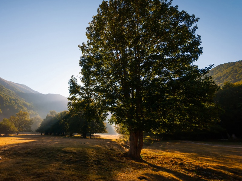 山上的树木自然风景高清电脑壁纸来了
