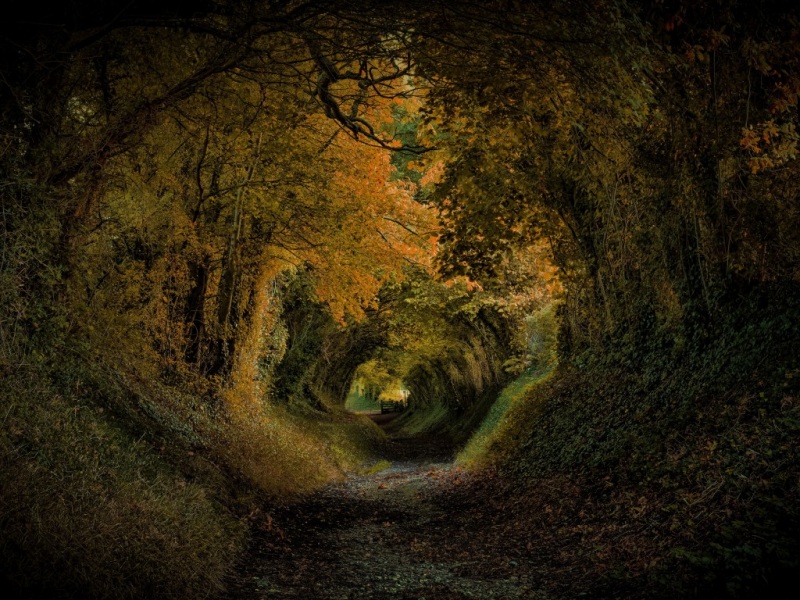 氛围感拉满！秋日拱形树洞小路壁纸，把梦境搬进电脑桌面