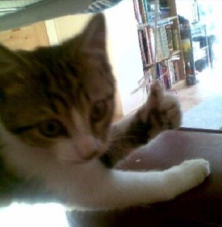 猫咪比出大拇指喊“老哥稳”，这套表情包太绝了