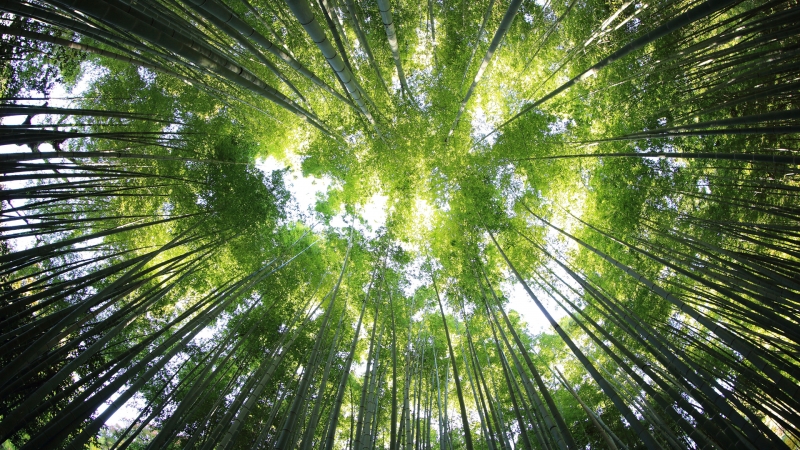 竹海晴空电脑壁纸上新！多款分辨率可选