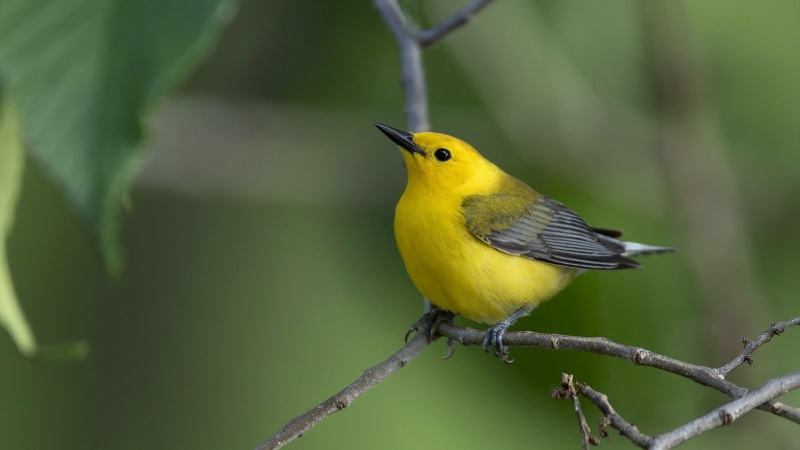 带鸟儿和树枝的自然风电脑桌面壁纸 高清动物壁纸来啦