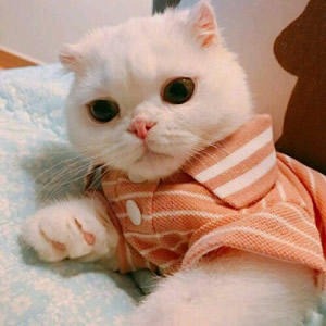 超萌猫系情侣头像！一左一右不带人高清图共14张