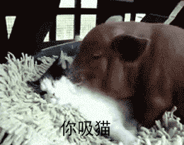 超甜“最爱你惹”小猪表情包合集