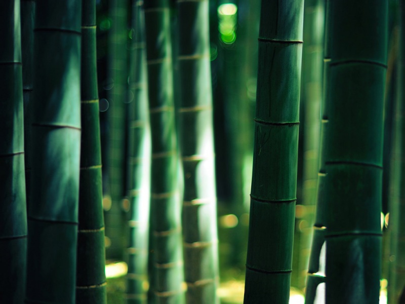 竹电脑桌面高清壁纸分享 多款尺寸可选