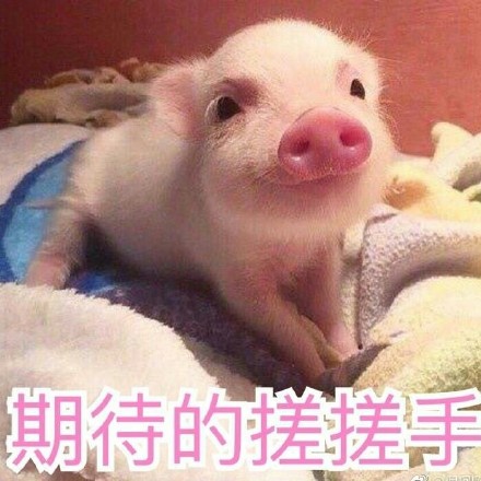 猪猪表情包合集来啦，快一起来吸猪！