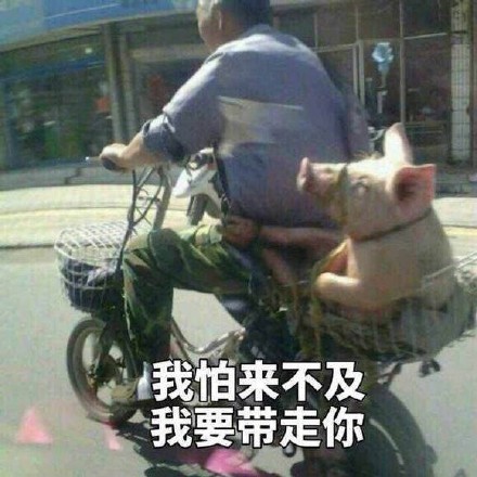 软萌小猪表情包合集，聊天斗图必备