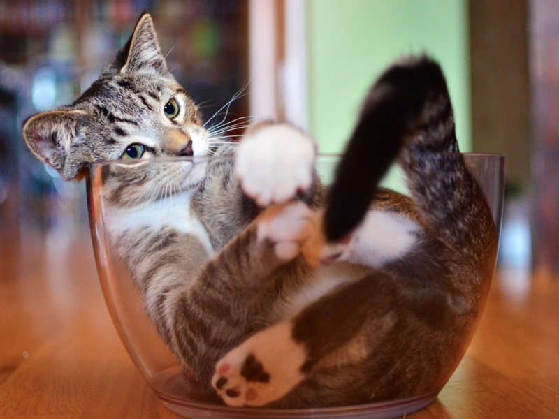 蹲在玻璃碗里发呆的可爱猫咪！这款电脑壁纸也太治愈了