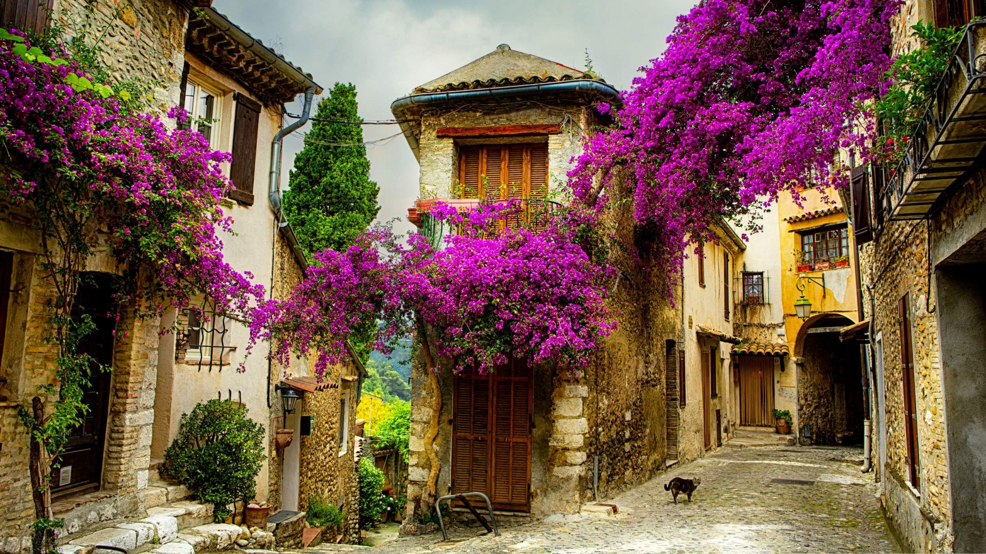 带猫咪鲜花的治愈街道风景电脑壁纸