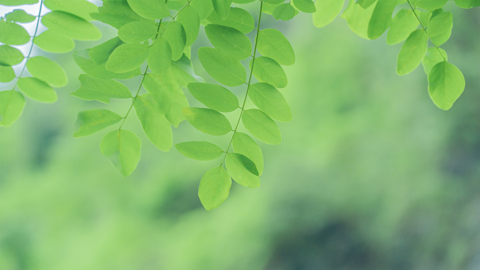 这款夏日绿叶电脑壁纸，护眼又高清