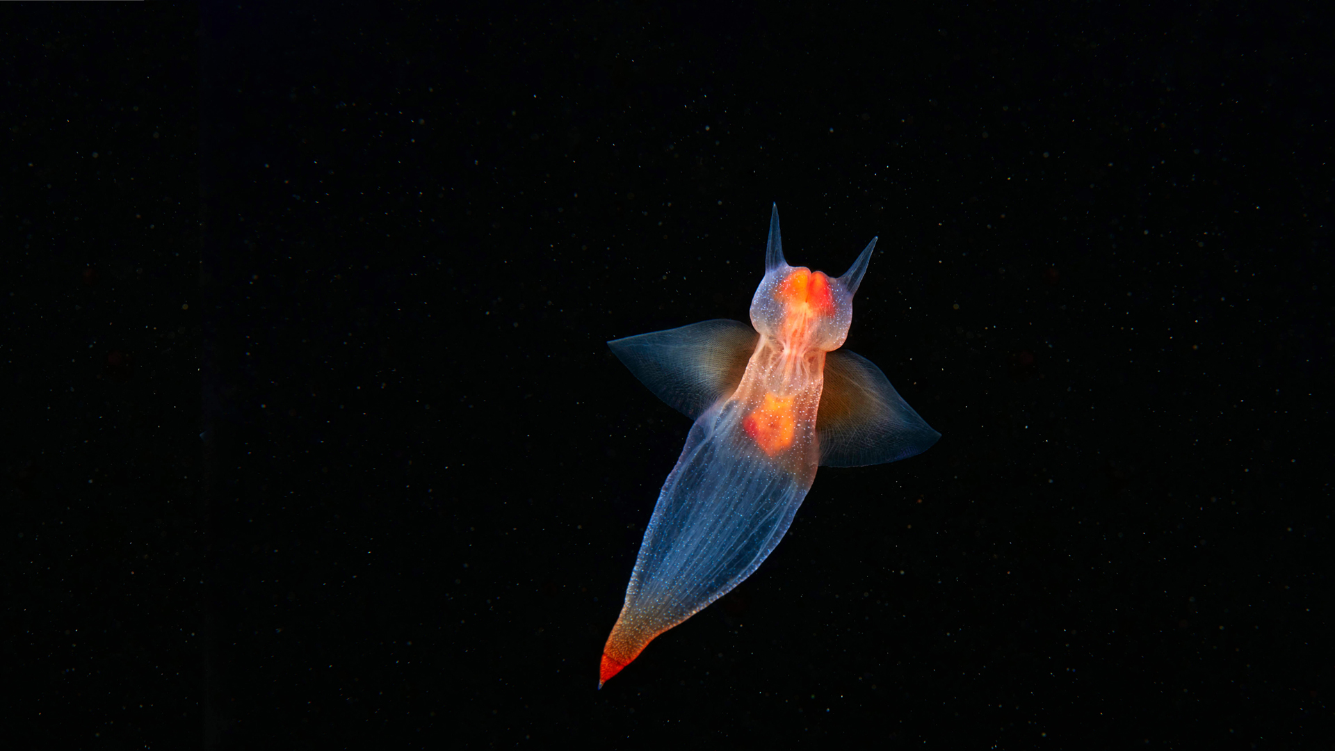 海洋天使主题高清动物壁纸下载合集