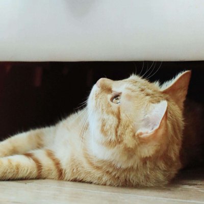 14组搞怪猫狗情侣头像 一对两张高清图来啦