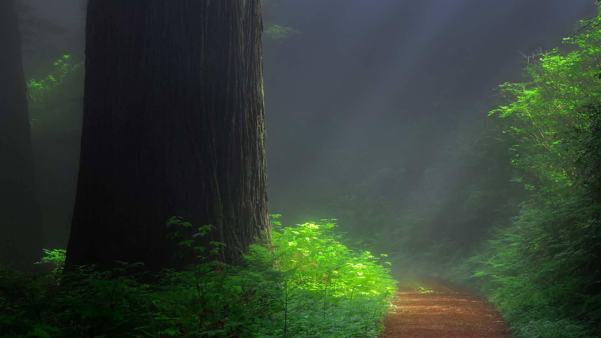 治愈系林间小路红杉风景 多款高清电脑壁纸可选