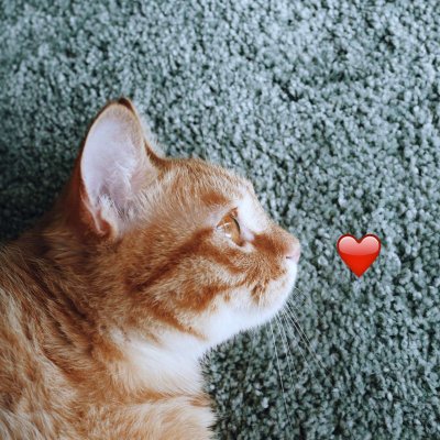 14组搞怪猫狗情侣头像 一对两张高清图来啦
