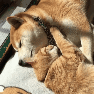 情侣互动甜系表情包合集，看完感觉被塞了满满一口狗粮