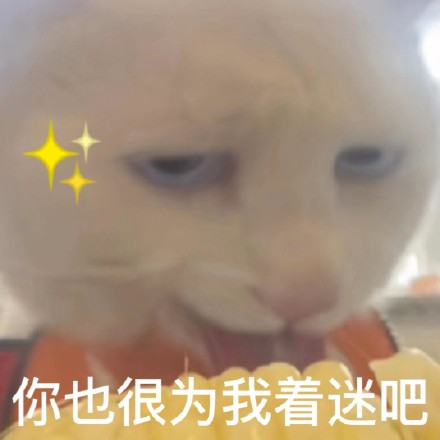 又有新的奇怪猫猫表情包可以用啦
