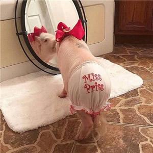 软萌拉满！12组猫狗情侣头像 一对两张超治愈