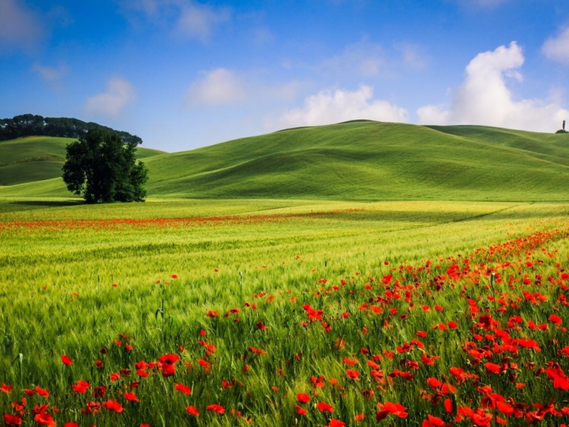 夏日山丘草地罂粟花风景壁纸