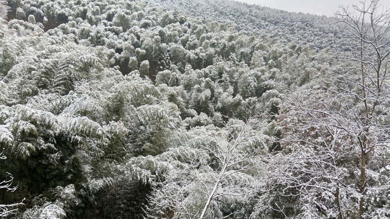 冬日竹林雪景电脑桌面壁纸推荐