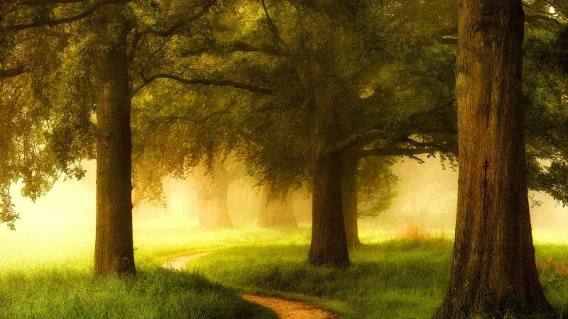 氛围感拉满！荷兰林间雾景电脑动漫壁纸合集