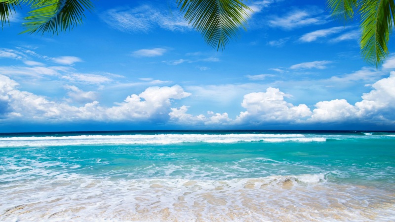 夏日沙滩海岸热带天堂 棕榈树自然风景电脑动漫壁纸