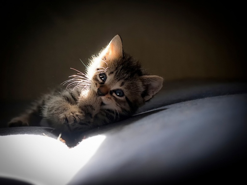 带治愈笑容的小猫爪壁纸合集 高清动物桌面壁纸