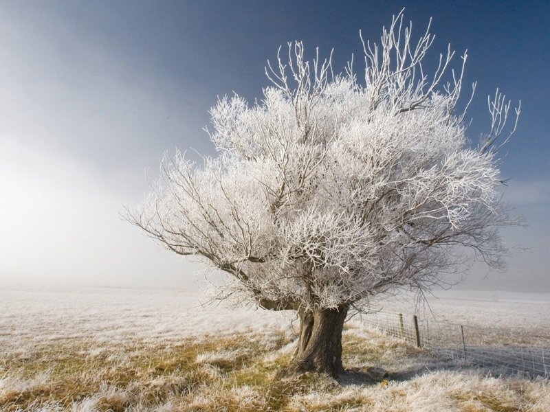 冬天树篱天空风景电脑动漫壁纸