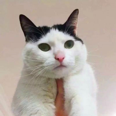 猫咪情侣头像来啦！28组高清可爱款一对两张