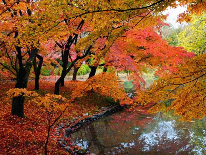 秋日公园池塘氛围感电脑动漫壁纸推荐