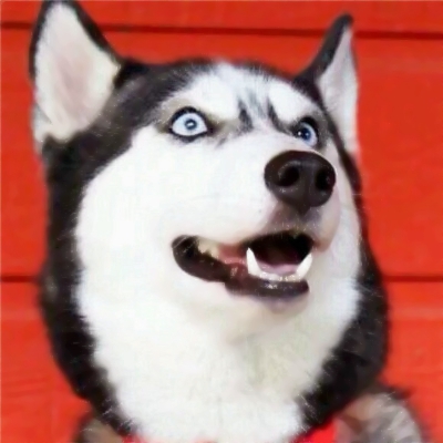 猫狗搞怪情侣头像来啦！10张可爱一对两张的动物头像合集