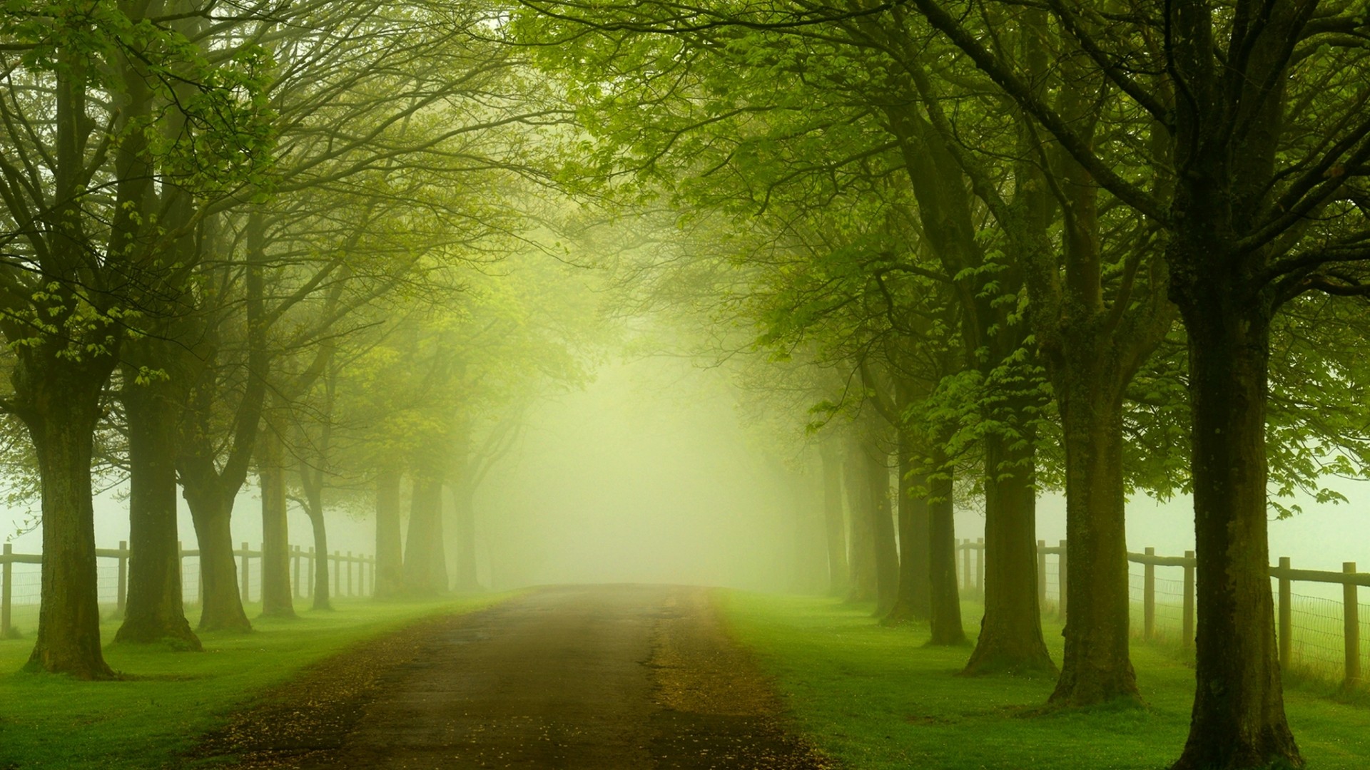 绿色森林公路电脑桌面壁纸 多款高清尺寸可选