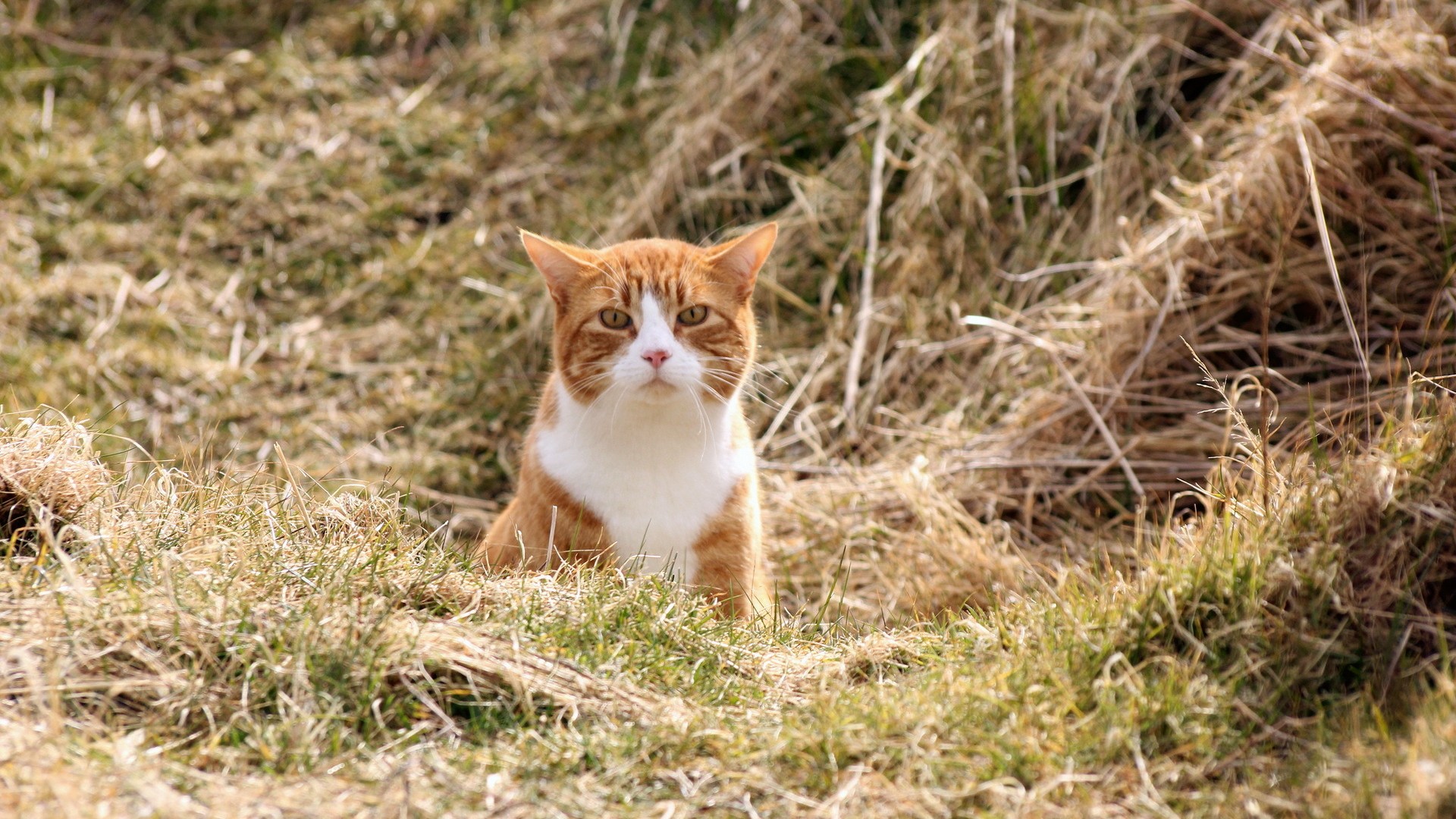 自然环境里的可爱猫咪壁纸 高清电脑桌面图都安排上了