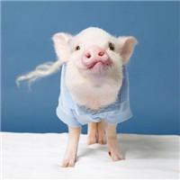 一左一右的可爱小猪情侣头像 20张真人感头像图合集