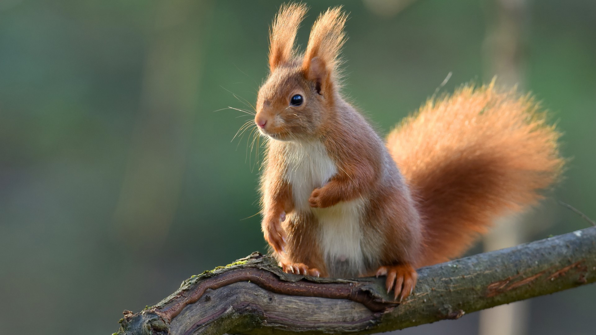 森林里的软萌松鼠电脑壁纸 多款高清尺寸可选