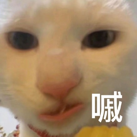 又有新的奇怪猫猫表情包可以用啦