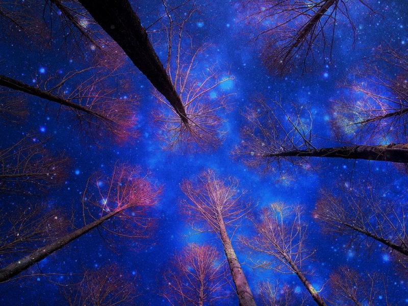 冬日夜景雪树壁纸合集