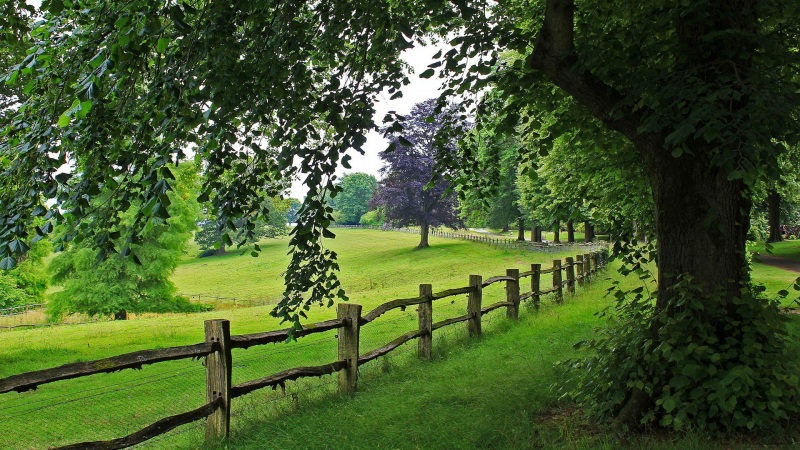 清新治愈！树影草地栅栏路 这款绿色动漫桌面壁纸太绝了