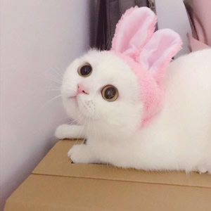 超萌猫系情侣头像！一左一右不带人高清图共14张