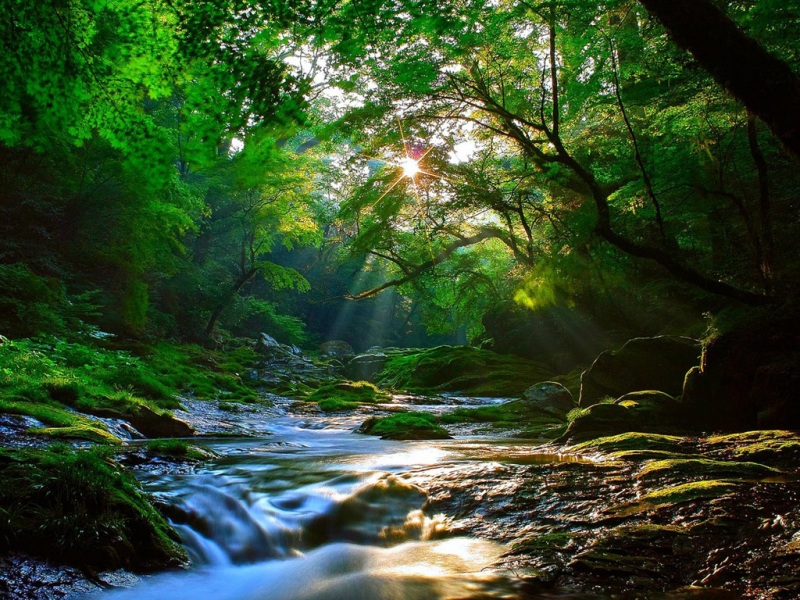 这款森林溪水阳光风景壁纸太治愈了！多款高清尺寸任你选
