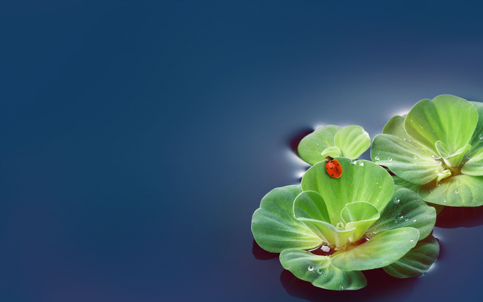 出水莲高清桌面壁纸来啦