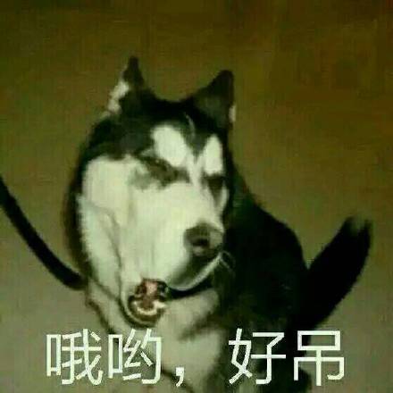 狗狗怼人表情包来啦！放话要和你battle谁更会怼