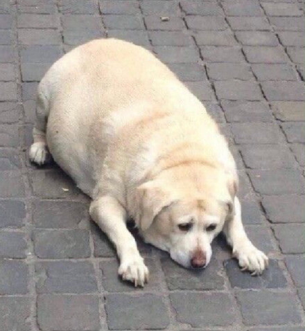 聊天斗图必备！无字表情包合集来啦