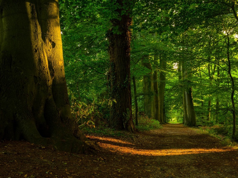 带行人路的森林自然风景高清壁纸推荐