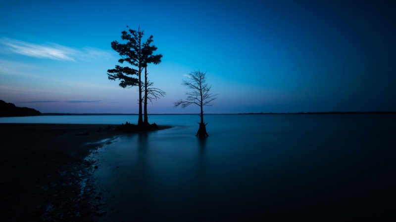 夜晚海边树影天空的氛围感壁纸来了