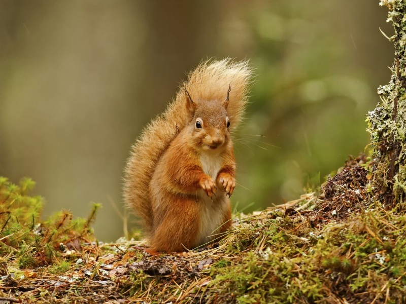 自然森林里的可爱小松鼠！这款苔藓啮齿类电脑壁纸太治愈了