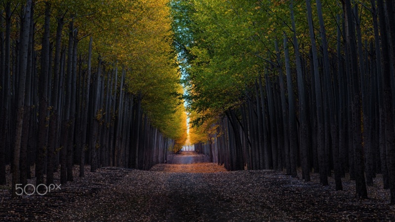 秋日小巷林荫道风景电脑动漫壁纸
