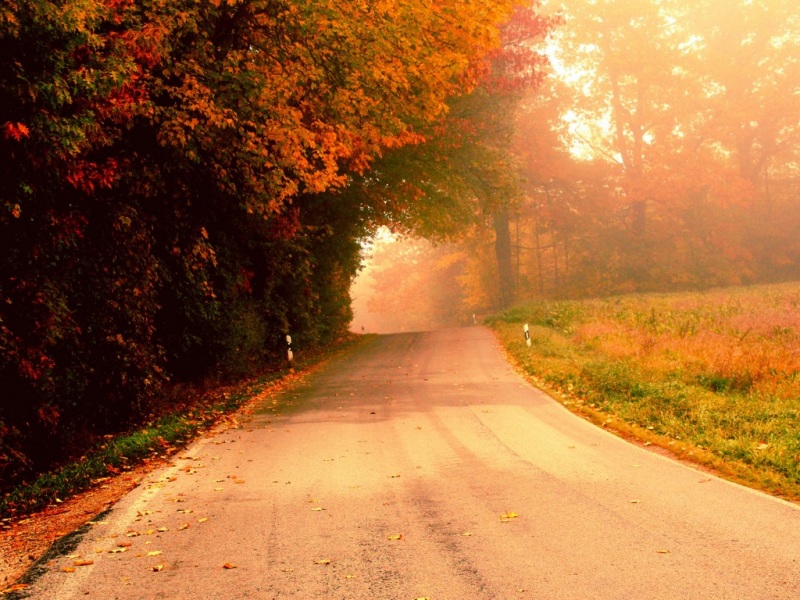 秋日落叶公路氛围感壁纸 适配多尺寸电脑桌面