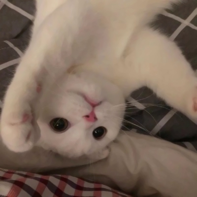 超萌两只猫咪情侣头像！24张高清可爱款直接存