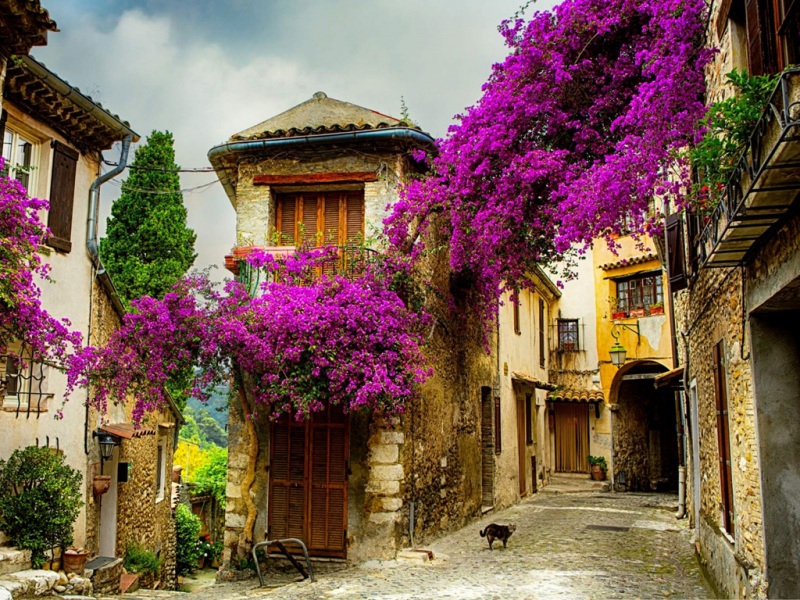 带猫咪鲜花的治愈街道风景电脑壁纸