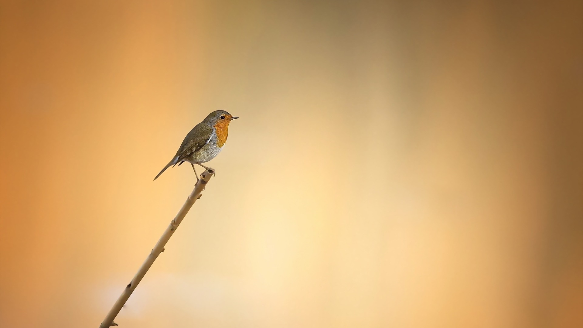 多款自然鸟类高清壁纸任你选